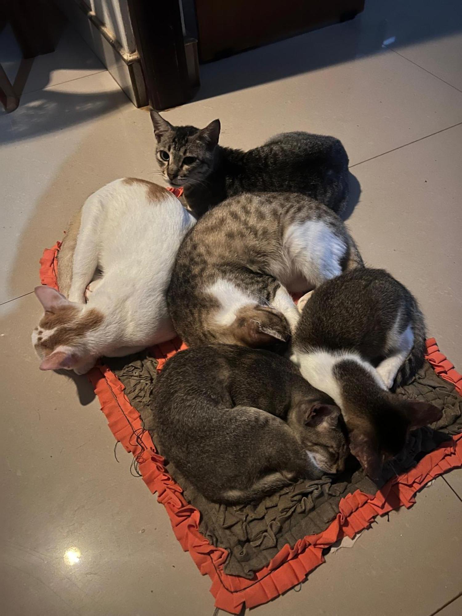 Alass Ga For Pets Lovers Trincomalee Exterior foto
