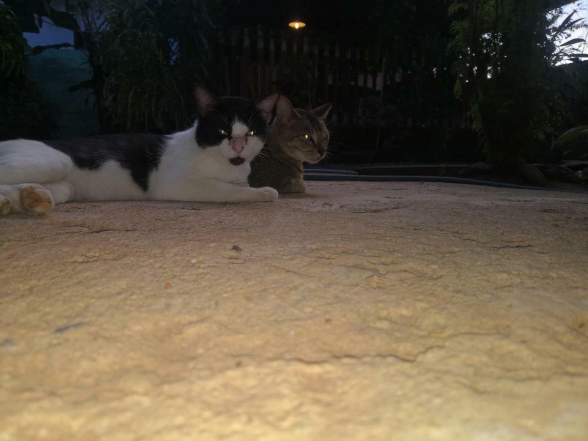 Alass Ga For Pets Lovers Trincomalee Exterior foto
